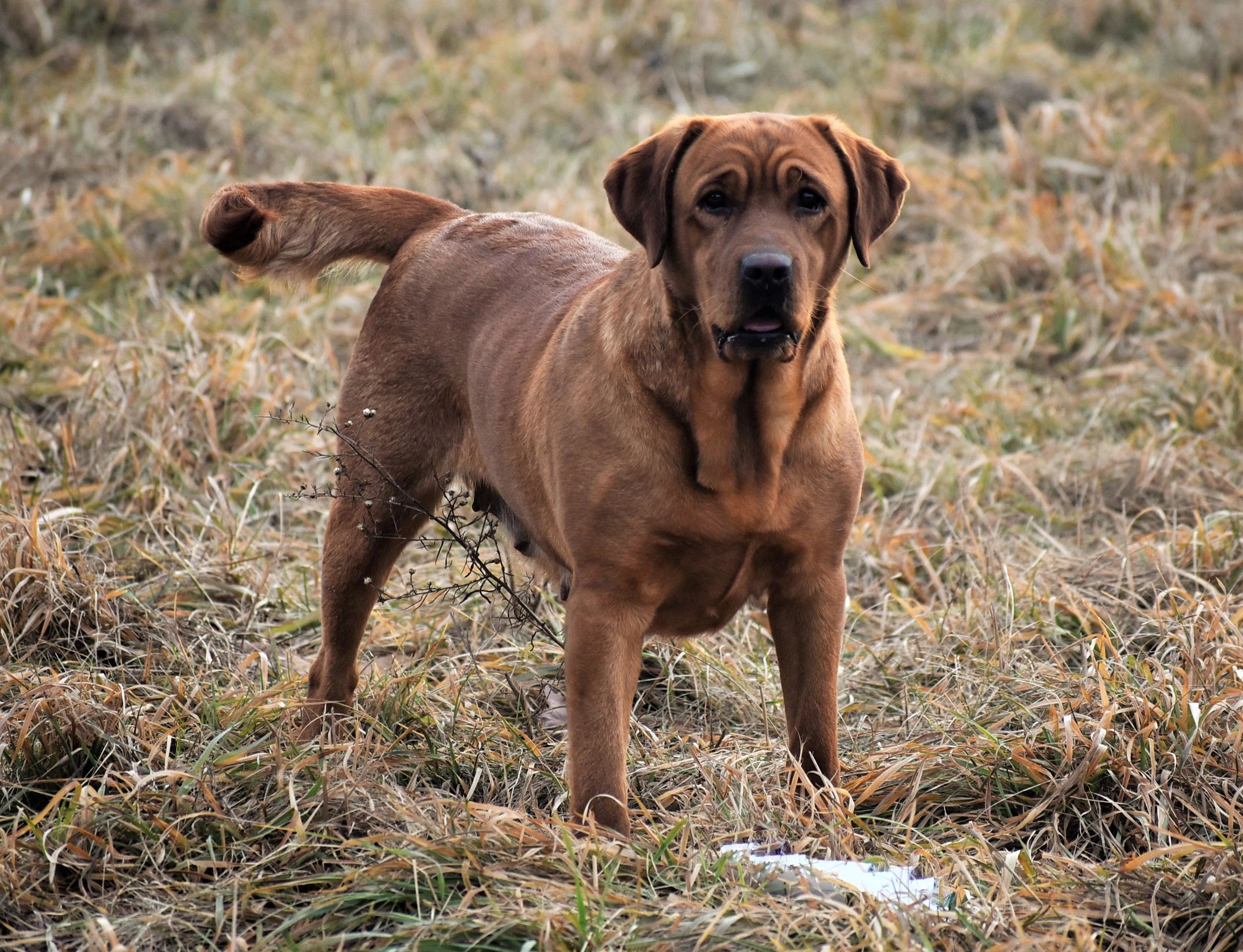 Redwood English Labradors - Labrador Puppies, AKC English Labradors